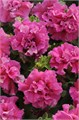 Петуния махровая Double Cascade Pink - 10 шт 11070 Петуния махровая Double Cascade Pink - 10 шт 11070