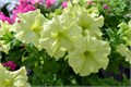 Петуния Sophistica Lime Green - 5 шт 11021 Петуния Sophistica Lime Green - 5 шт 11021