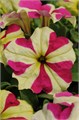 Петуния Sophistica Lime Bicolor - 5 шт 11020 Петуния Sophistica Lime Bicolor - 5 шт 11020