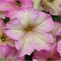 Петуния Sophistica Antiqua Shades - 5 шт 11017 - фото 2800