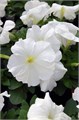 Петуния Mambo GP White - 10 шт 11097