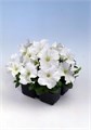 Петуния Mambo GP White - 10 шт 11097