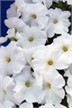 Петуния Mambo GP White - 10 шт 11097