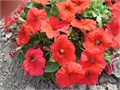 Петуния Mambo GP Red - 10 шт 11091 Петуния Mambo GP Red - 10 шт 11091