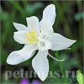 Аквилегия Swan White - 3 шт 10036 - фото 281