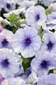 Петуния Limbo GP Blue Veined - 10 шт 10990 Петуния Limbo GP Blue Veined - 10 шт 10990