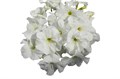 Петуния Limbo GP White - 10 шт 11015 Петуния Limbo GP White - 10 шт 11015