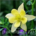 Аквилегия Swan Yellow - 3 шт 10037 - фото 282