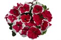 Петуния Limbo GP Red Picotee - 10 шт 11002 Петуния Limbo GP Red Picotee - 10 шт 11002