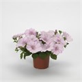 Петуния Easy Wave Pink Pearl - 5 шт 11407