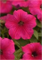 Петуния Easy Wave Rose - 5 шт 10862 Петуния Easy Wave Rose - 5 шт 10862