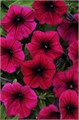 Петуния Shock Wave Deep Purple - 5 шт 10901 Петуния Shock Wave Deep Purple - 5 шт 10901