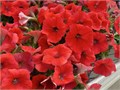 Петуния Shock Wave Red - 5 шт 10906 Петуния Shock Wave Red - 5 шт 10906