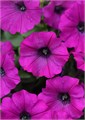 Петуния Shock Wave Violet - 3 шт 11405 Петуния Shock Wave Violet - 3 шт 11405