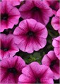 Петуния Shock Wave Rose Vein - 5 шт 11406