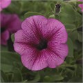 Петуния Shock Wave Rose Vein - 5 шт 11406