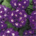 Вербена Quartz Blue - 5 шт 10355 Вербена Quartz Blue - 5 шт 10355