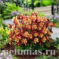 Аквилегия Earlybird Red Yellow - 3 шт 10046 - фото 289