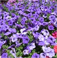 Петуния Evening Scentsation - 5 шт 10870 Петуния Evening Scentsation - 5 шт 10870