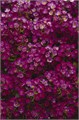 Алиссум Clear Cristall Purple Shades - 5 шт 10048 Алиссум Clear Cristall Purple Shades - 5 шт 10048