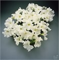 Петуния Supercascade White - 10 шт 11054 Петуния Supercascade White - 10 шт 11054