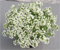 Алиссум Giga White - 5 шт 10055 Алиссум Giga White - 5 шт 10055