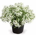 Алиссум Giga White - 5 шт 10055 Алиссум Giga White - 5 шт 10055
