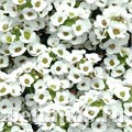 Алиссум Clear Cristall White - 5 шт 10047 - фото 293