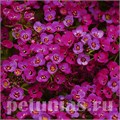 Алиссум Clear Cristall Purple Shades - 5 шт 10048 - фото 294