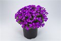 Обриета Audrey Purple Shades - 10 шт 10803 Обриета Audrey Purple Shades - 10 шт 10803