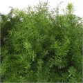 Аспарагус FuzzyFern Frizz - 5 шт 11408 Аспарагус FuzzyFern Frizz - 5 шт 11408