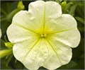 Петуния Opera Supreme Lemon - 5 шт 10876 Петуния Opera Supreme Lemon - 5 шт 10876