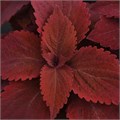 Колеус Premium Sun Sweet Paprika - 3 шт 11410 - фото 3013