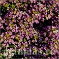 Алиссум Wonderland Deep Pink - 5 шт 10052 - фото 301