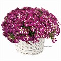 Петуния гибридная Mini Stellina Bicolor Purple - 5 шт 11412 - фото 3027