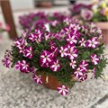 Петуния гибридная Mini Stellina Bicolor Purple - 5 шт 11412