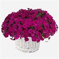 Петуния гибридная Mini Stellina Violet - 5 шт 11413 - фото 3037