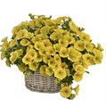 Петуния гибридная My Joy Deep Golden - 5 шт 11414 - фото 3043