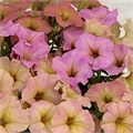 Петуния гибридная My Joy Sunset Shades - 5 шт 11415 - фото 3047