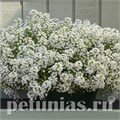 Алиссум North Face White - 10 шт 10056 - фото 304