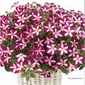 Петуния гибридная Stellina Deep Violet - 5 шт 11416 - фото 3050