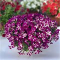 Петуния гибридная Stellina Deep Violet - 5 шт 11416