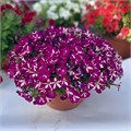 Петуния гибридная Stellina Deep Violet - 5 шт 11416