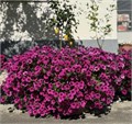 Петуния Garden Beauty Deep Violet - 5 шт 10872 Петуния Garden Beauty Deep Violet - 5 шт 10872