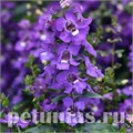 Ангелония Serena Blue Imp - 3 шт 10058 - фото 306