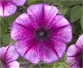 Петуния Trilogy Purple Vein - 5 шт 10929 Петуния Trilogy Purple Vein - 5 шт 10929