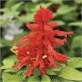 Сальвия Reddy Lime Leaved Red - 10 шт 11418 - фото 3088