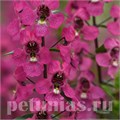 Ангелония Serena Rose - 3 шт 10060 - фото 308