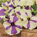 Петуния Shake Grapeberry - 5 шт 11419 - фото 3095