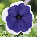 Петуния Mambo GP Blue Picotee - 10 шт 11420 - фото 3098